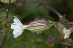 Bladder campion